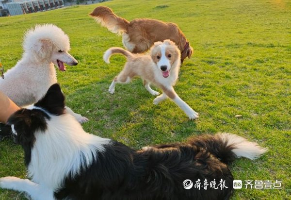 趣操盘 “五一”小长假带火宠物寄养，济南有商家日收费近千元